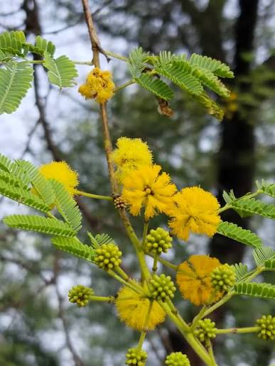 Acacia Nilotica