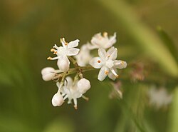 Asparagus Racemosus