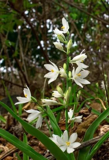 Chlorophytum Tuerosum