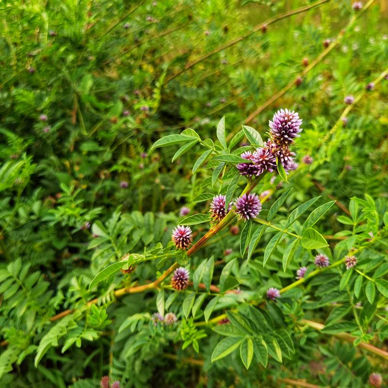 Glycyrrhiza Glabra