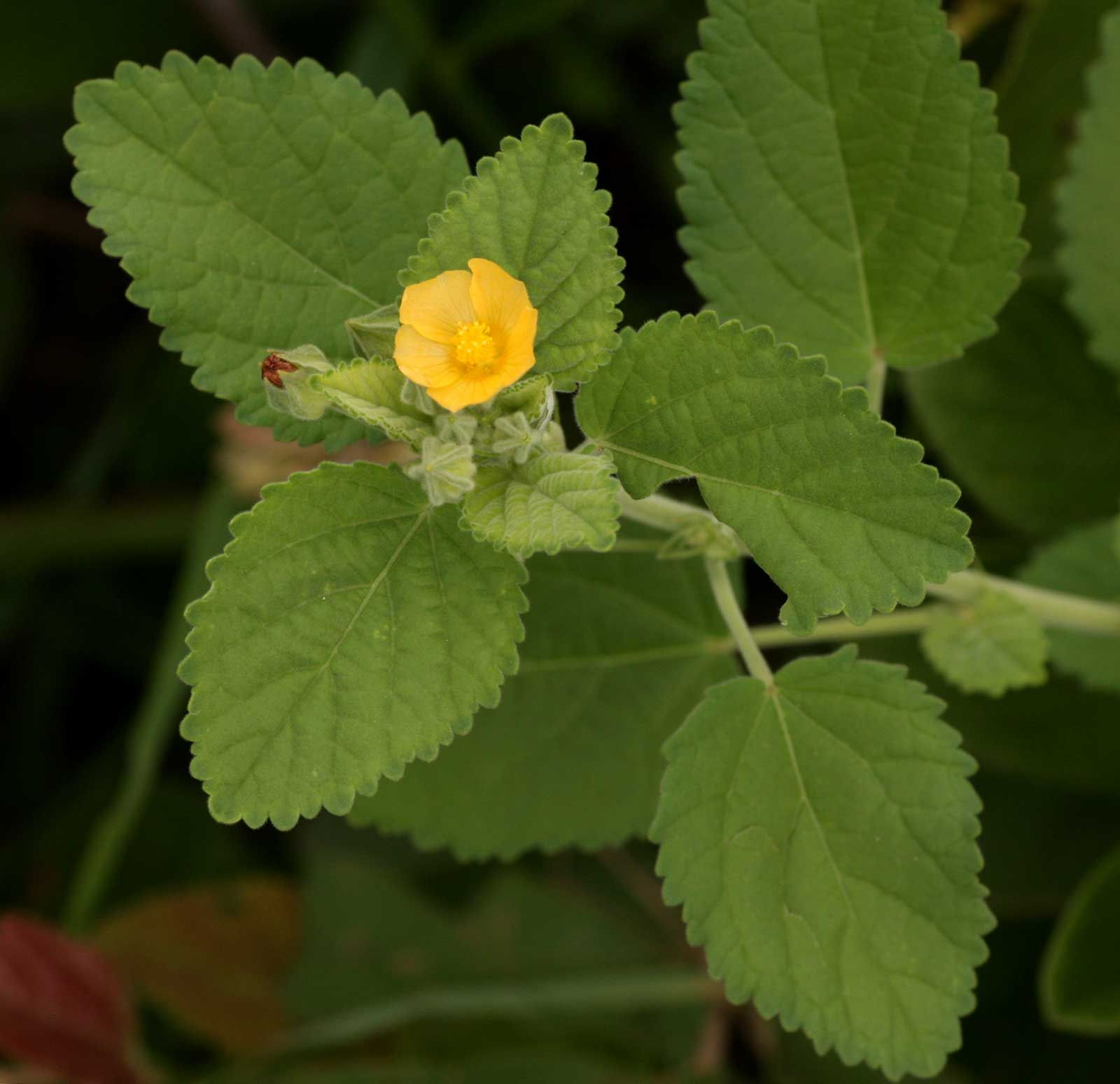 Sida Cordifolia