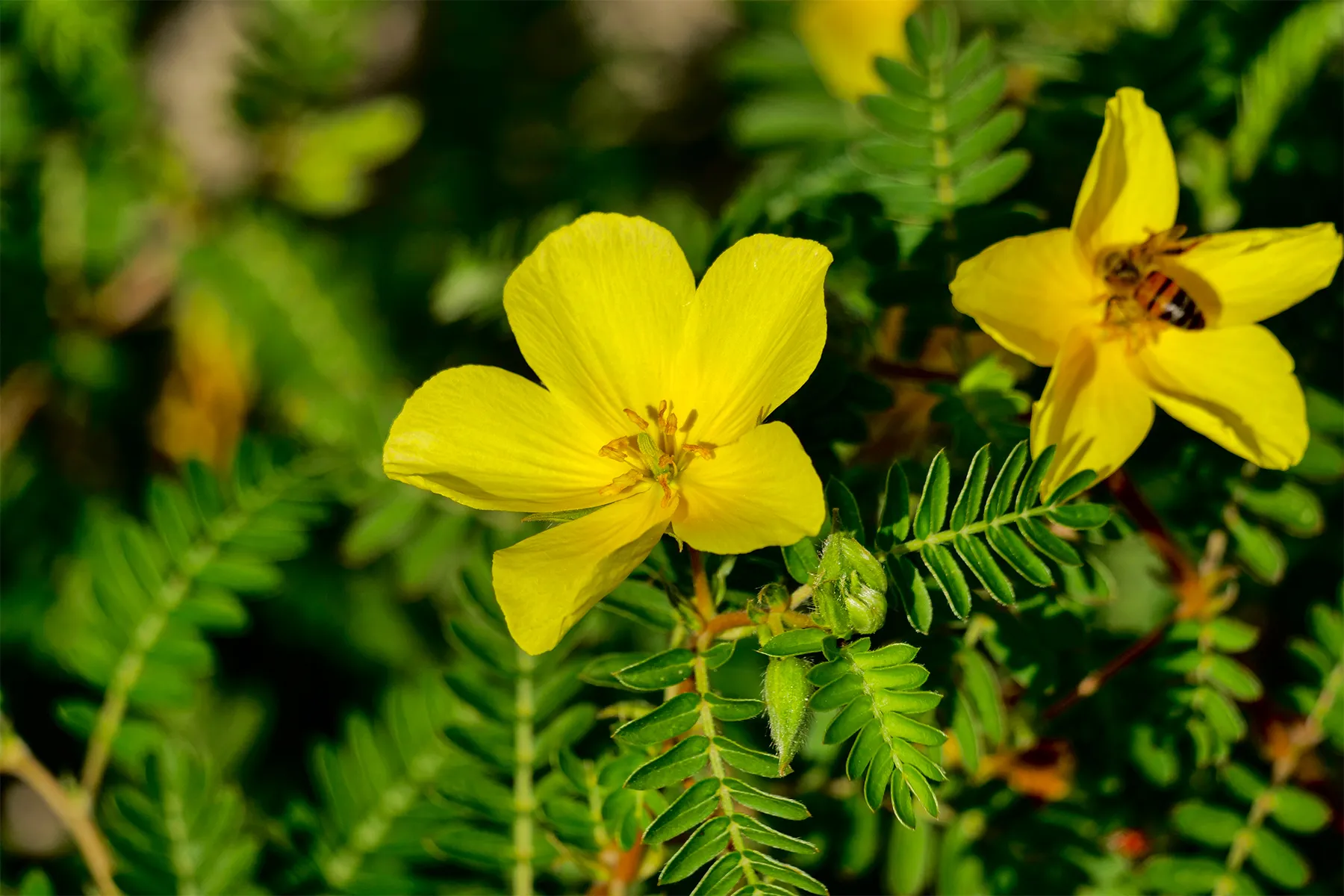Tribulus Terestoris