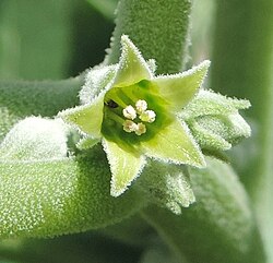 Withania Somnifera